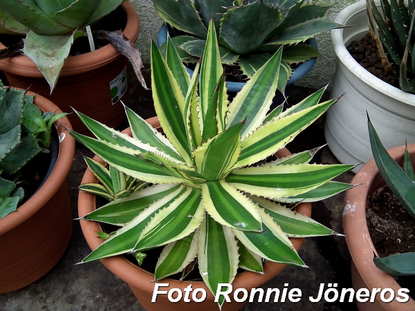 Agave